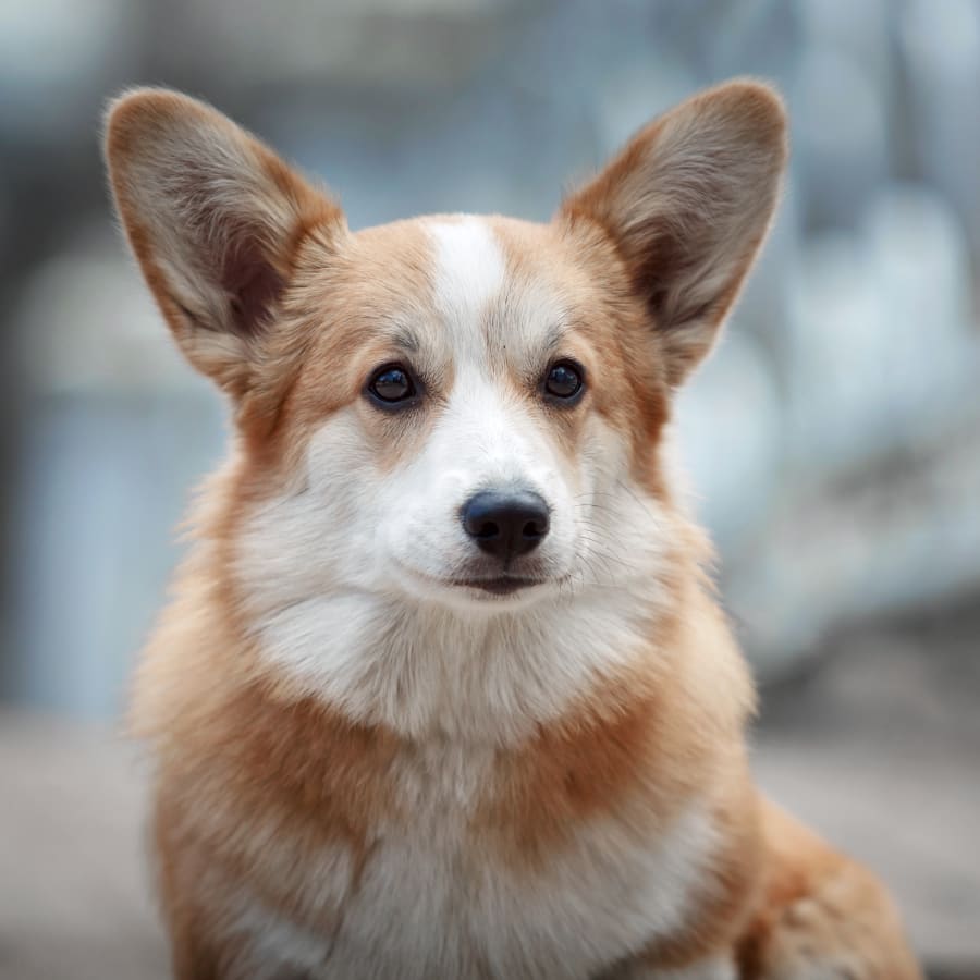 Cinder Rock Veterinary Clinic in Redmond