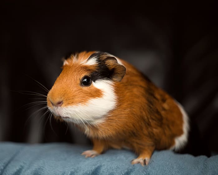 Avian & Exotic Pet Services, Redmond Veterinarians