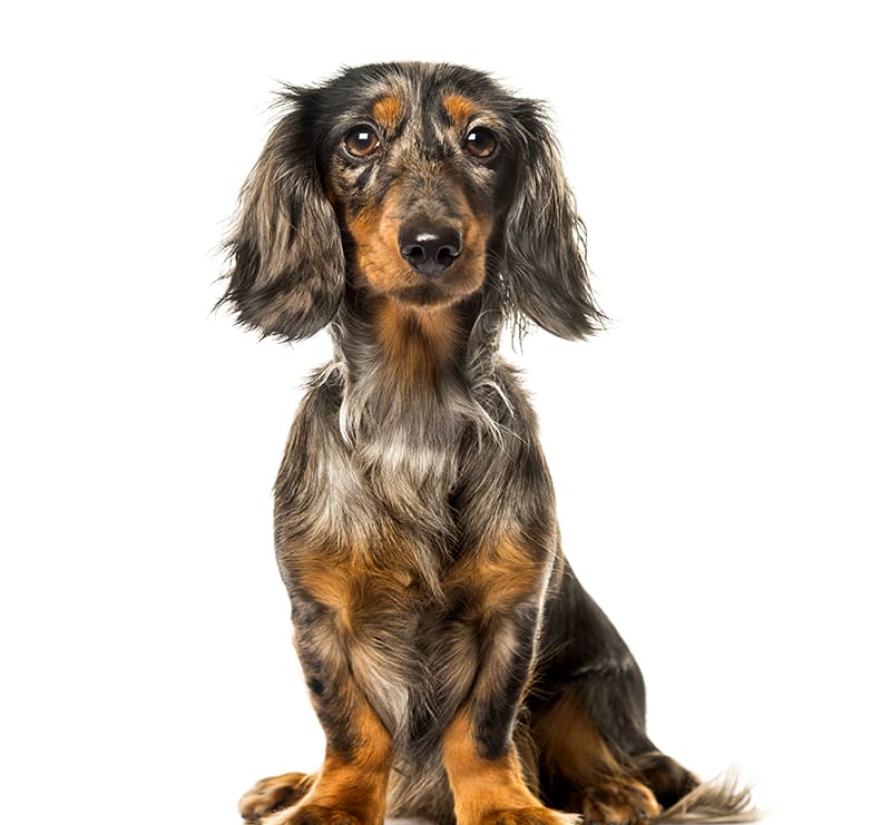 Small Dogs, Cinder Rock Veterinary Clinic